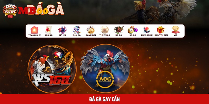 Đá gà tại Mb66 luôn mang đến những trận chiến gay cấn